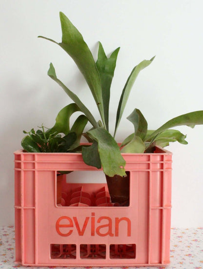 Vintage Caisse porte-bouteilles Evian rose